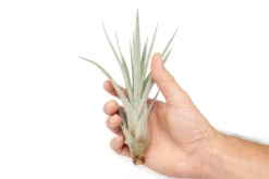 SALE - Large Tillandsia Fasciculata Tricolor Air Plants - Set Of 5 Or 10 - 50% Off -Air plant supply co. Air Plant Tillandsia Fasciculata Large 1 fb2ec379 b795 4a2d ba6e 5bc6ee2e837d scaled