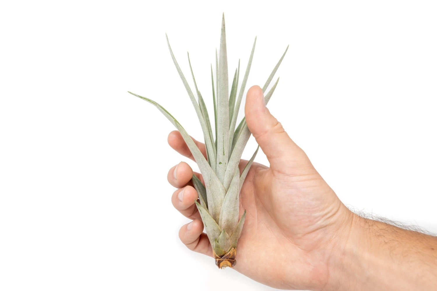 SALE - Large Tillandsia Fasciculata Tricolor Air Plants - Set Of 5 Or 10 - 50% Off 4 SALE - Large Tillandsia Fasciculata Tricolor Air Plants - Set Of 5 Or 10 - 50% Off - Image 4