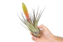 Tillandsia Fasciculata Tricolor Golden Torch Air Plants -Air plant supply co. Air Plant Tillandsia Fasciculata Large Bloom 1 2efa1100 e146 4d16 b634 cf99a404819d scaled