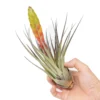SALE - Large Tillandsia Fasciculata Tricolor Air Plants - Set Of 5 Or 10 - 50% Off