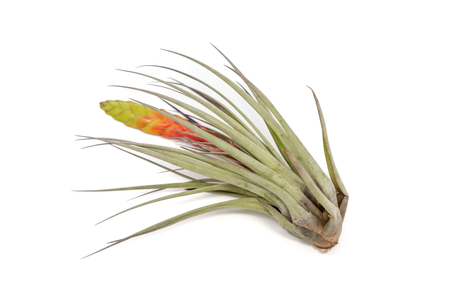 Large Tillandsia Fasciculata Tricolor Golden Torch Air Plants 2 Large Tillandsia Fasciculata Tricolor Golden Torch Air Plants - Image 2