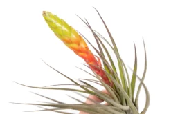 Large Tillandsia Fasciculata Tricolor Golden Torch Air Plants -Air plant supply co. Air Plant Tillandsia Fasciculata Large Bloom 3 scaled