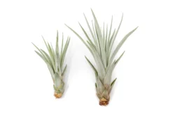 Large Tillandsia Fasciculata Tricolor Golden Torch Air Plants -Air plant supply co. Air Plant Tillandsia Fasciculata Reg Large 1 scaled