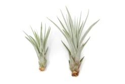 SALE - Large Tillandsia Fasciculata Tricolor Air Plants - Set Of 5 Or 10 - 50% Off 9 SALE - Large Tillandsia Fasciculata Tricolor Air Plants - Set Of 5 Or 10 - 50% Off -Air plant supply co. Air Plant Tillandsia Fasciculata Reg Large 1 1ec969d2 c4a8 4fa0 8e82 a3c2a9e9dd07