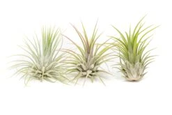 Large Tillandsia Ionantha Guatemala Air Plants -Air plant supply co. Air Plant Tillandsia Ionantha Guatemala 2
