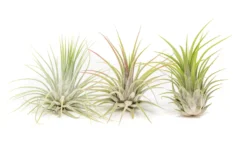 Large Tillandsia Ionantha Guatemala Air Plants -Air plant supply co. Air Plant Tillandsia Ionantha Guatemala 2 scaled