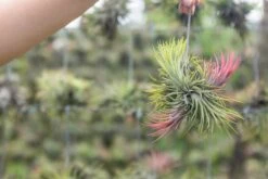 Tillandsia Ionantha Rubra Hanging Clusters With Hook For Hanging -Air plant supply co. Air Plant Tillandsia Ionantha Rubra Cluster Clump