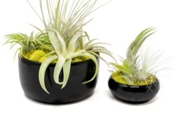 Large Fully Assembled Air Plant Bowl Garden -Air plant supply co. Air Plant Tillandsia Large Black Glazed Terracotta Pot Dish 13