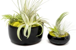 Large Fully Assembled Air Plant Bowl Garden -Air plant supply co. Air Plant Tillandsia Large Black Glazed Terracotta Pot Dish 13 scaled