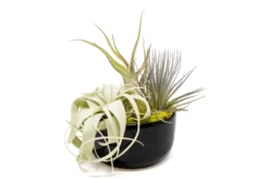 Large Fully Assembled Air Plant Bowl Garden -Air plant supply co. Air Plant Tillandsia Large Black Glazed Terracotta Pot Dish 2 scaled