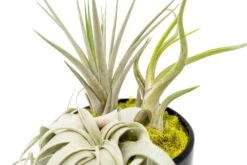 Large Fully Assembled Air Plant Bowl Garden -Air plant supply co. Air Plant Tillandsia Large Black Glazed Terracotta Pot Dish 3