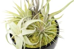 Large Fully Assembled Air Plant Bowl Garden -Air plant supply co. Air Plant Tillandsia Large Black Glazed Terracotta Pot Dish 5