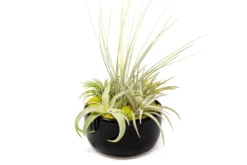 Large Fully Assembled Air Plant Bowl Garden -Air plant supply co. Air Plant Tillandsia Large Black Glazed Terracotta Pot Dish 6 scaled