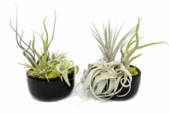 Large Fully Assembled Air Plant Bowl Garden -Air plant supply co. Air Plant Tillandsia Large Black Glazed Terracotta Pot Dish 8