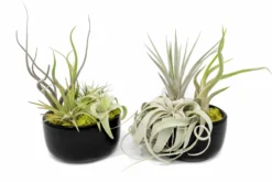 Large Fully Assembled Air Plant Bowl Garden -Air plant supply co. Air Plant Tillandsia Large Black Glazed Terracotta Pot Dish 8 scaled