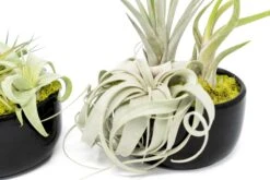 Large Fully Assembled Air Plant Bowl Garden -Air plant supply co. Air Plant Tillandsia Large Black Glazed Terracotta Pot Dish 9