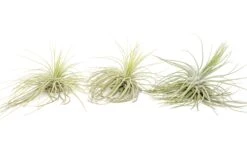 Tillandsia Magnusiana Air Plants -Air plant supply co. Air Plant Tillandsia Magnusiana 3