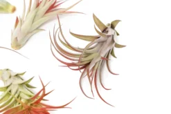 Large Tillandsia Red Abdita Air Plants / 5-6 Inch Plants -Air plant supply co. Air Plant Tillandsia Red Abdita Large 1 scaled