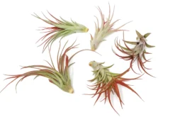 Large Tillandsia Red Abdita Air Plants / 5-6 Inch Plants -Air plant supply co. Air Plant Tillandsia Red Abdita Large 2 scaled