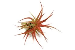 Large Tillandsia Red Abdita Air Plants / 5-6 Inch Plants -Air plant supply co. Air Plant Tillandsia Red Abdita Large 6
