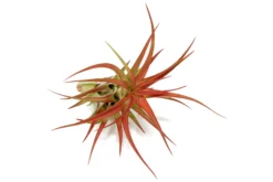 Large Tillandsia Red Abdita Air Plants / 5-6 Inch Plants -Air plant supply co. Air Plant Tillandsia Red Abdita Large 6 scaled