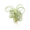 Tillandsia Curly Slim (T. Intermedia X T. Streptophylla) Air Plant