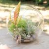Educational DIY Terrarium Kit With Caput Medusa, Ionantha And Downloadable Lesson Plan + Activities