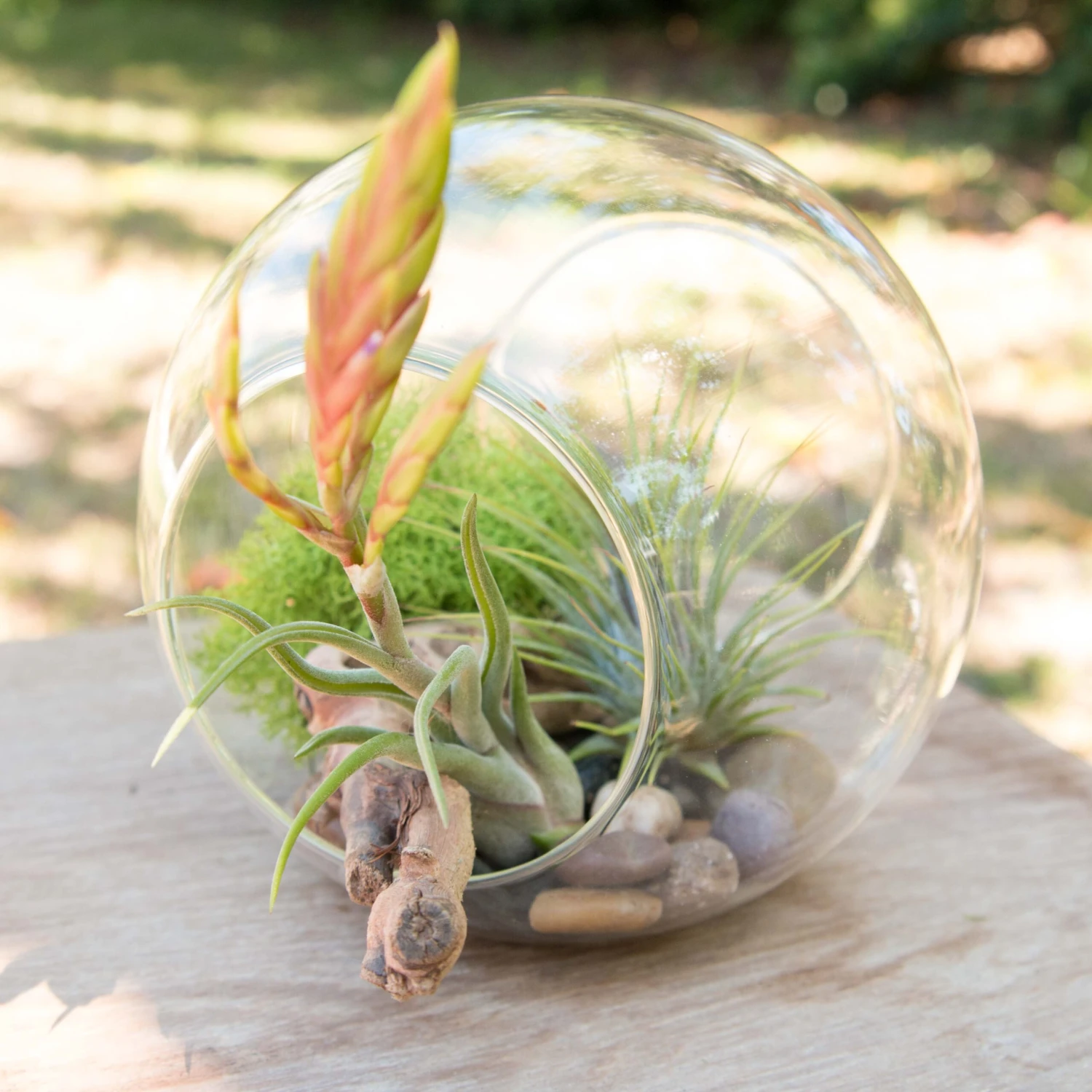 Educational DIY Terrarium Kit With Caput Medusa, Ionantha And Downloadable Lesson Plan + Activities 1 Educational DIY Terrarium Kit With Caput Medusa, Ionantha And Downloadable Lesson Plan + Activities