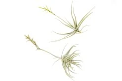 Tillandsia Streptocarpa Air Plants