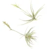 Tillandsia Streptocarpa Air Plants