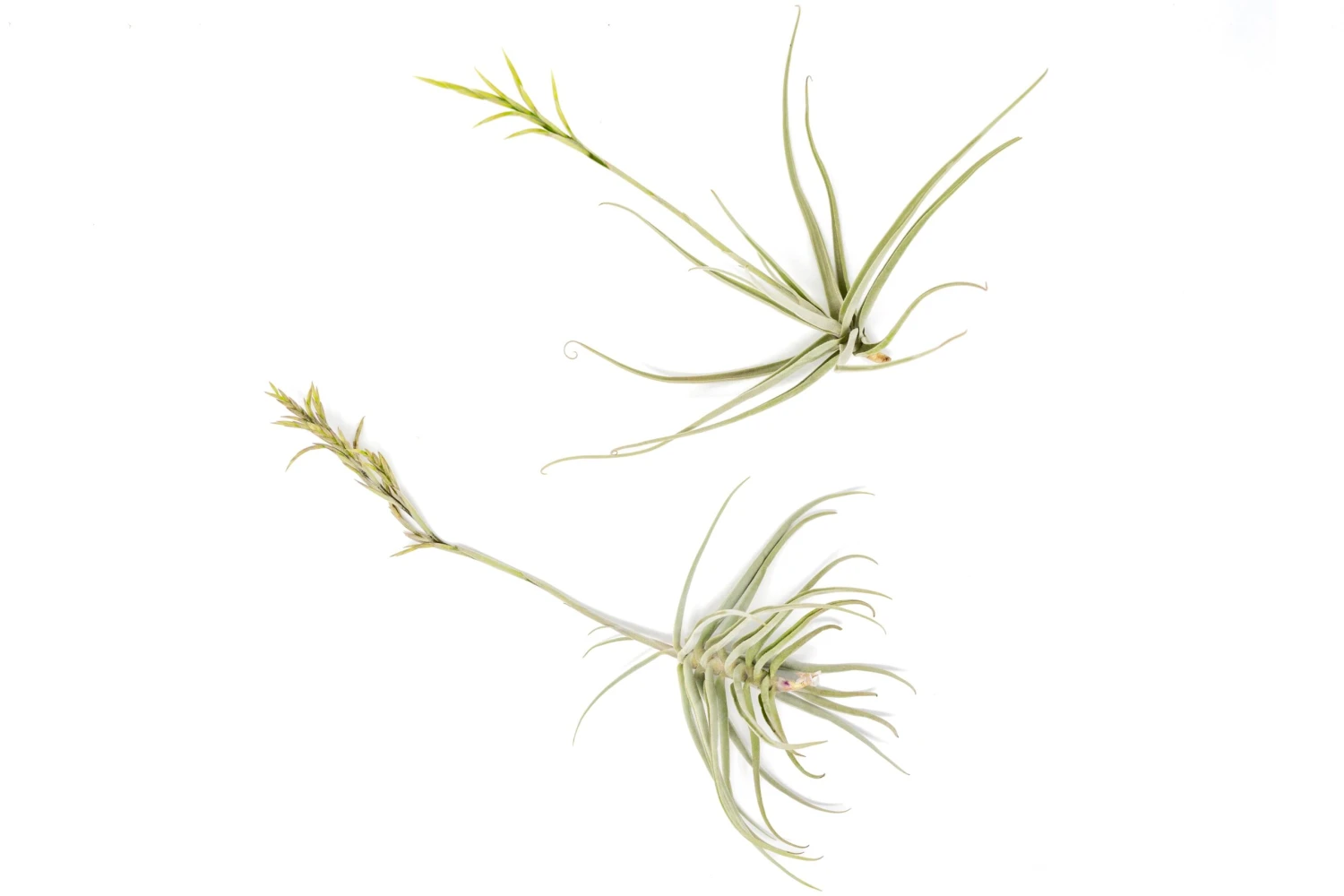 Tillandsia Streptocarpa Air Plants 1 Tillandsia Streptocarpa Air Plants