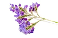 Tillandsia Streptocarpa Air Plants 6 Tillandsia Streptocarpa Air Plants -Air plant supply co. Air Plant Tillandsia Streptocarpa 2