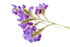 Tillandsia Streptocarpa Air Plants -Air plant supply co. Air Plant Tillandsia Streptocarpa 2 scaled