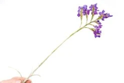 Tillandsia Streptocarpa Air Plants 7 Tillandsia Streptocarpa Air Plants -Air plant supply co. Air Plant Tillandsia Streptocarpa 3