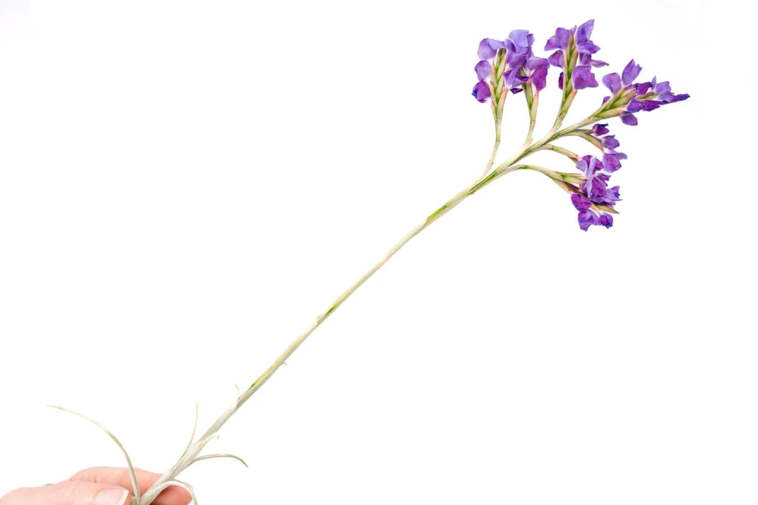 Tillandsia Streptocarpa Air Plants 4 Tillandsia Streptocarpa Air Plants - Image 4