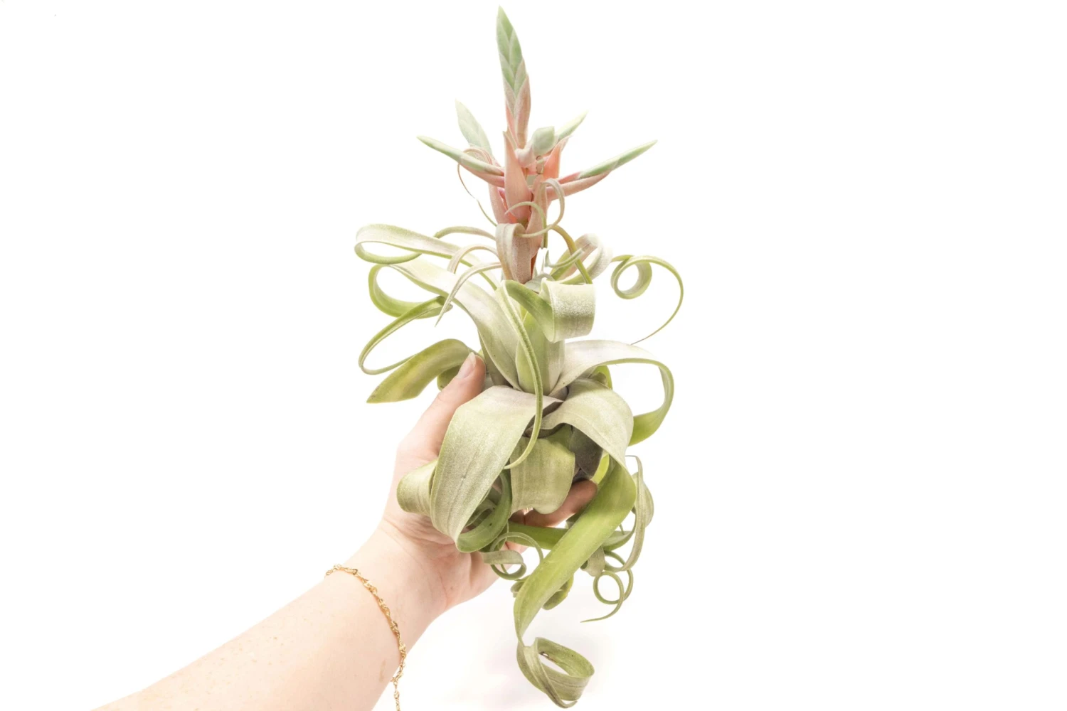 Air plant supply co. -Air plant supply co. Air Plant Tillandsia Streptophylla Jumbo Bloom Curly scaled