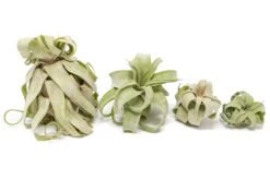 SALE - Tillandsia Streptophylla Air Plants - Set Of 3 Or 6 - 30% Off -Air plant supply co. Air Plant Tillandsia Streptophylla Pure Curly 1