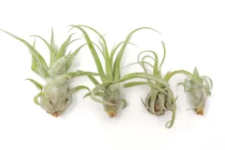 SALE - Tillandsia Streptophylla Air Plants - Set Of 3 Or 6 - 30% Off -Air plant supply co. Air Plant Tillandsia Streptophylla Pure Open 1 scaled
