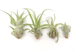 Tillandsia Streptophylla Air Plants - Multiple Sizes 13 Tillandsia Streptophylla Air Plants - Multiple Sizes -Air plant supply co. Air Plant Tillandsia Streptophylla Pure Open 1 d57a0ef1 039f 428a 9e3f a69976fbe2c6