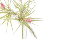 [IN BLUSH NOW!] Tillandsia Stricta 'Green' Hybrid Air Plants -Air plant supply co. Air Plant Tillandsia Stricta Hybrid 2 cf6a463e d79b 495b b00c 04e03361b59c