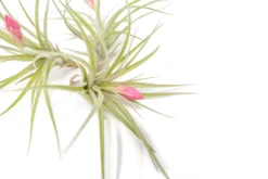 [IN BLUSH NOW!] Tillandsia Stricta 'Green' Hybrid Air Plants -Air plant supply co. Air Plant Tillandsia Stricta Hybrid 2 cf6a463e d79b 495b b00c 04e03361b59c scaled