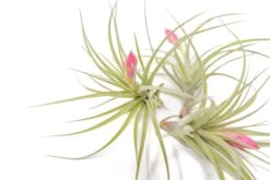 [IN BLUSH NOW!] Tillandsia Stricta 'Green' Hybrid Air Plants -Air plant supply co. Air Plant Tillandsia Stricta Hybrid 3 e454fa12 c78e 4549 b199 2cbbbccd954e