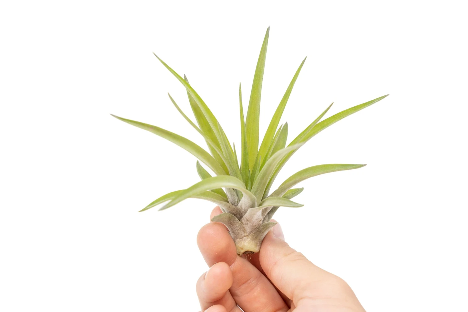 Large Tillandsia Velutina Air Plants / 4-6 Inch Plants 1 Large Tillandsia Velutina Air Plants / 4-6 Inch Plants