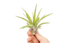 SALE - Large Tillandsia Velutina Air Plants - Set Of 5 Or 10 - 50% Off -Air plant supply co. Air Plant Tillandsia Velutina 1 146cf207 9a3f 4c10 a57f 93630f63483b scaled