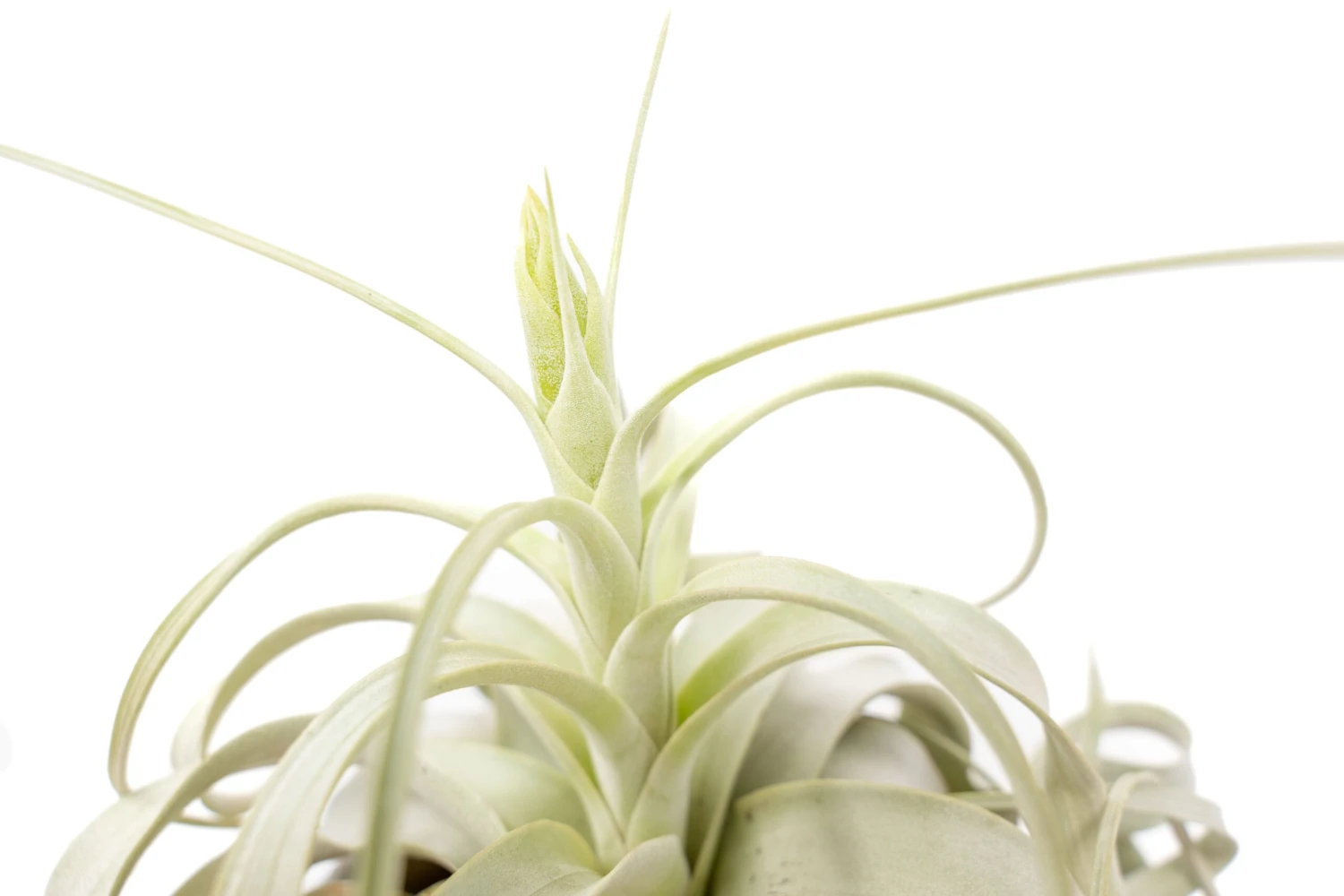 Medium Tillandsia Xerographica Air Plant / 5-6 Inches Wide 3 Medium Tillandsia Xerographica Air Plant / 5-6 Inches Wide - Image 3