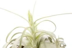 SALE - Medium Tillandsia Xerographica - 3 For $36 - Limited Time -Air plant supply co. Air Plant Tillandsia Xerographica Bloom 1 2 04772cb2 f9e0 40e9 b3bd 96718f014854