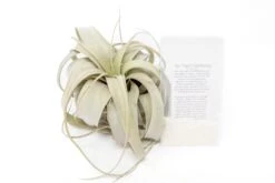 Large Tillandsia Xerographica + 1 Year Air Plant Fertilizer Pack
