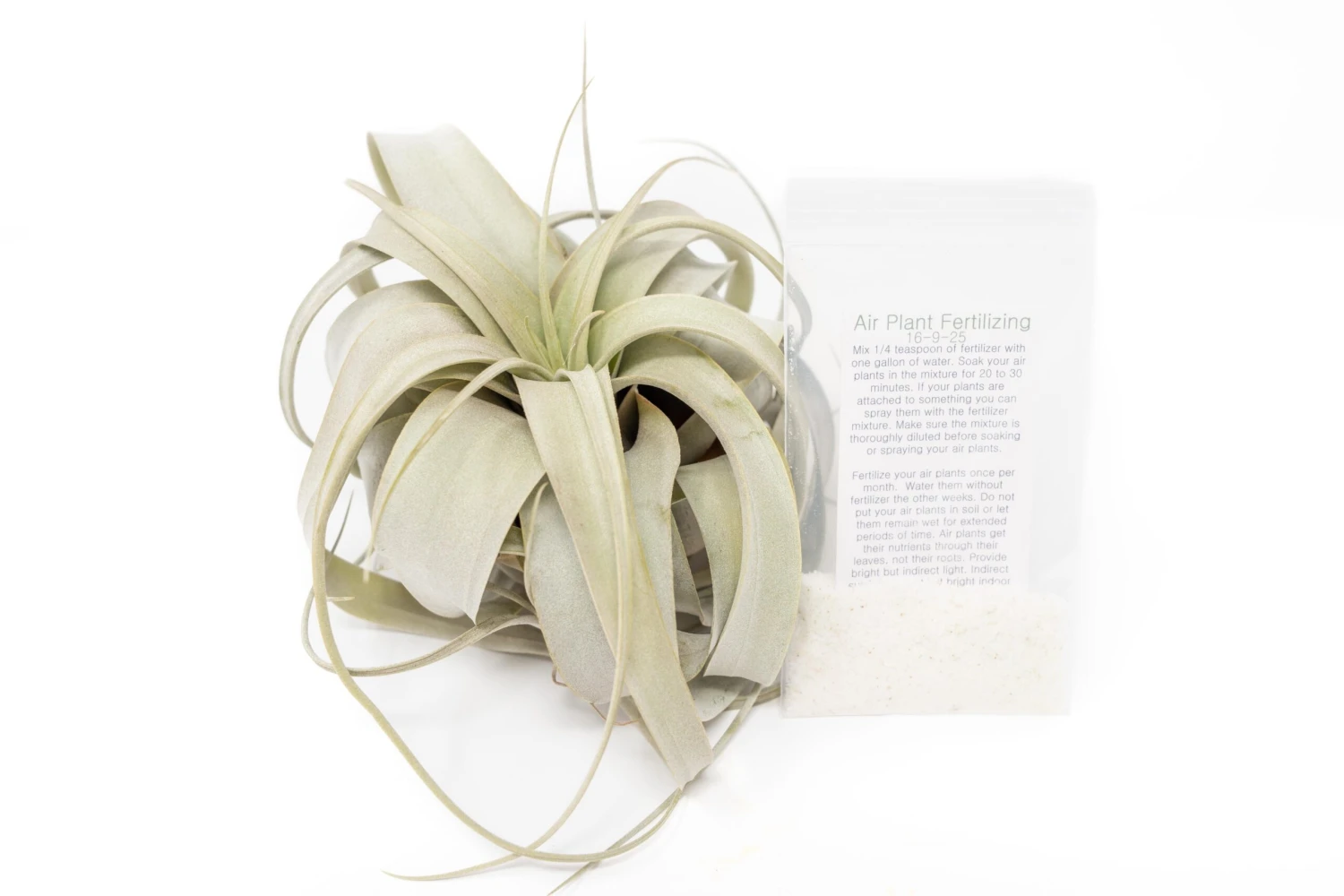 Large Tillandsia Xerographica + 1 Year Air Plant Fertilizer Pack 1 Large Tillandsia Xerographica + 1 Year Air Plant Fertilizer Pack