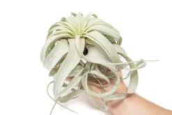 Large Tillandsia Xerographica / 6-8 Inches Wide -Air plant supply co. Air Plant Tillandsia Xerographica Large 1 scaled