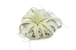 Tillandsia Xerographica Air Plants - Multiple Sizes -Air plant supply co. Air Plant Tillandsia Xerographica Large 2 4dfb88d9 054d 492b 9085 9cf6c875ec59